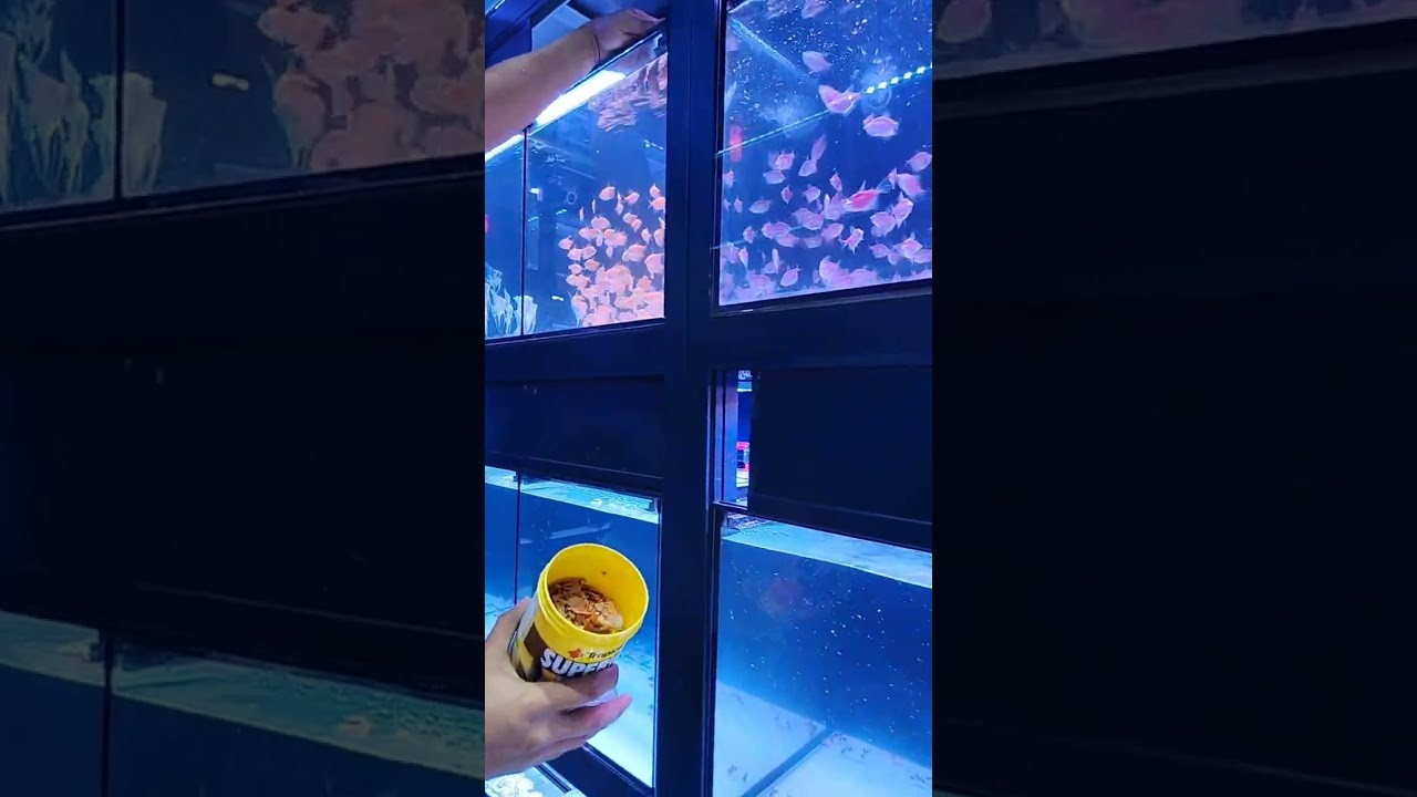 feeding time our cutie fish cover art