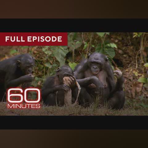 Primates | 60 Minutes Full Episodes cover art