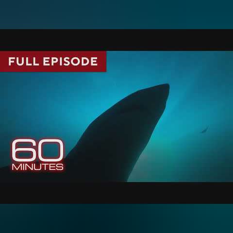 Sharks | 60 Minutes Full Episodes