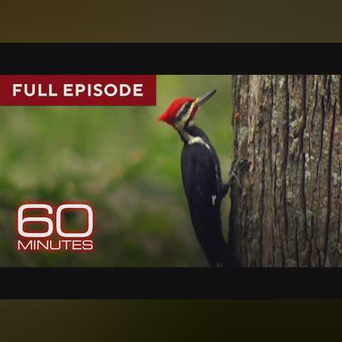 Birds | 60 Minutes Full Episodes cover art