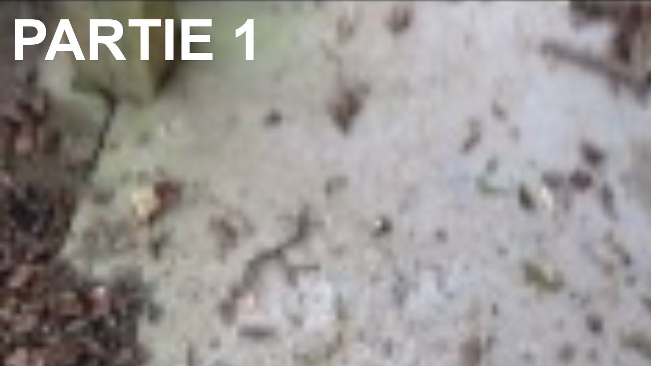 Partie 1 Signes D cover art