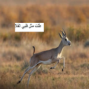 طلت مثل ظبي الفلا