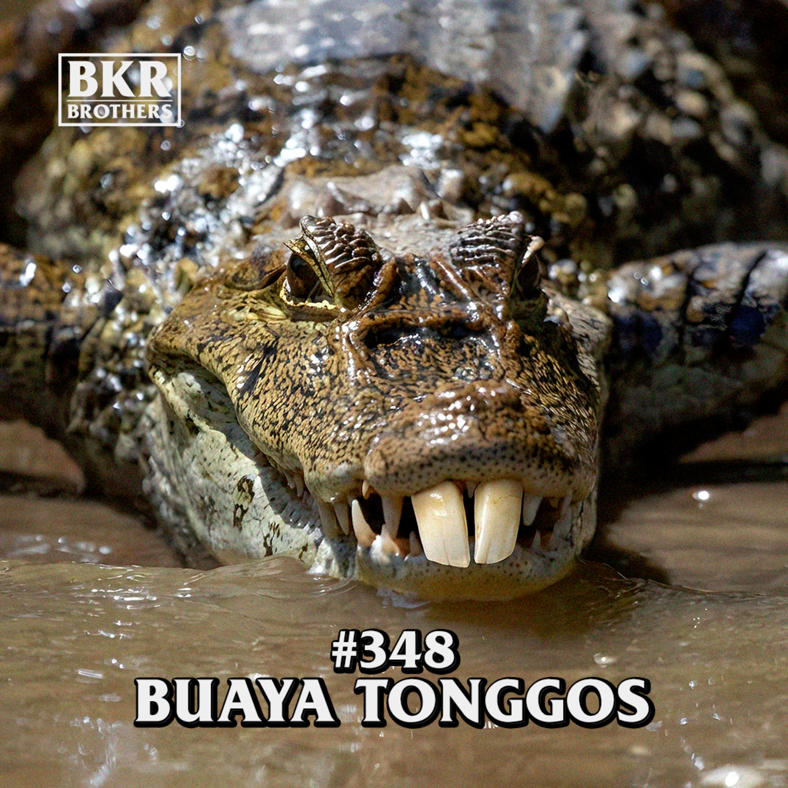 #348 Buaya Tonggos