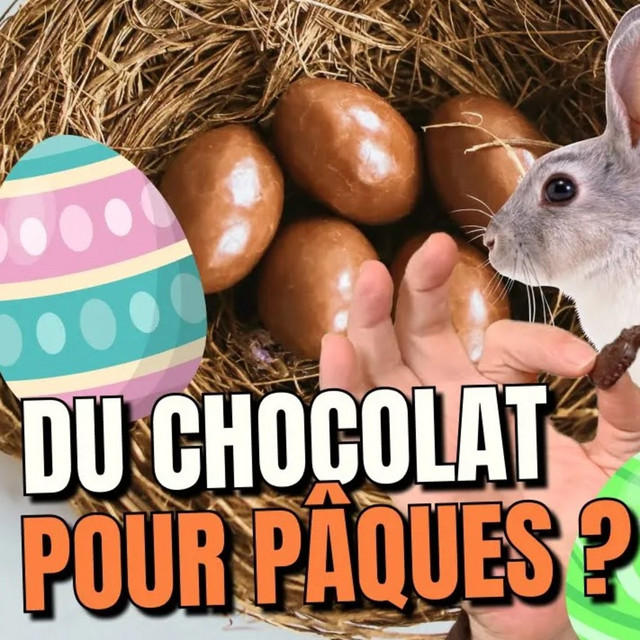 Comment fabrique-t-on le chocolat ? (pas que celui de Pâques ! 🍫)