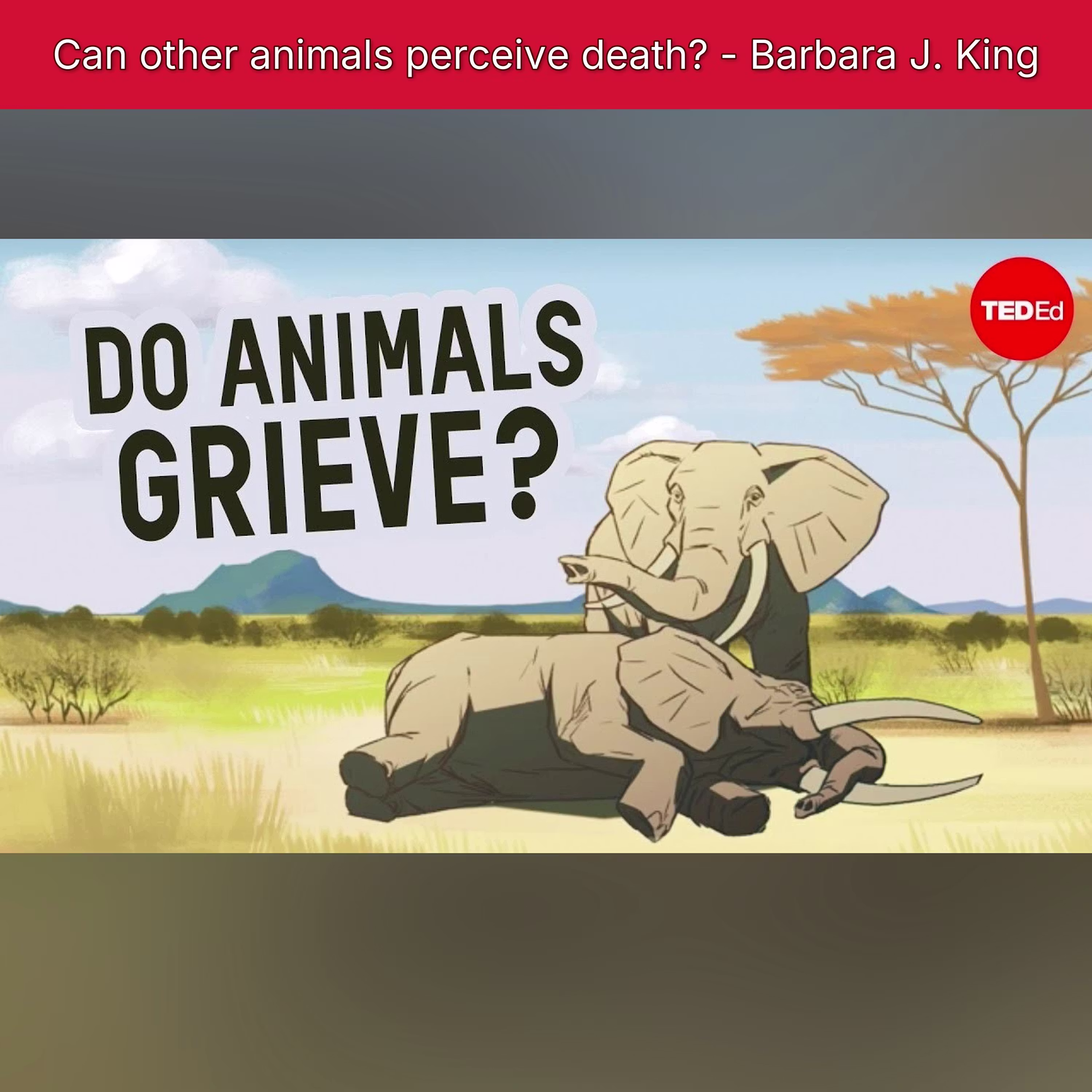 Can other animals perceive death? - Barbara J. King cover art