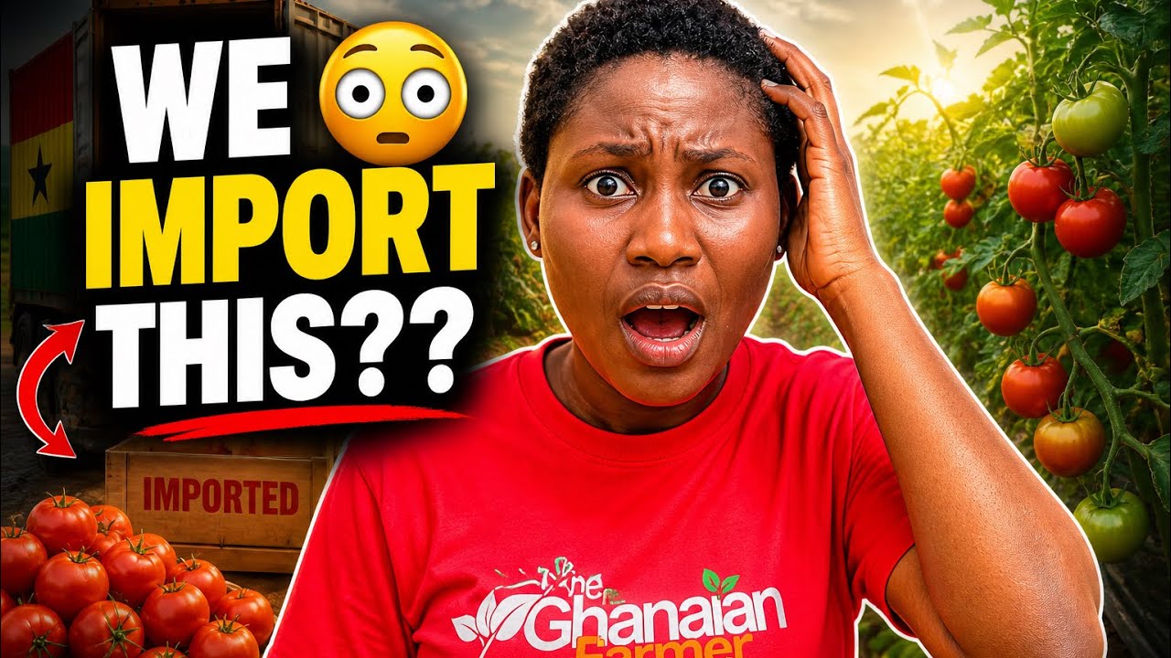 Ghana Is Importing Tomatoes… But Why? (The Truth Will Shock You) 🍅
