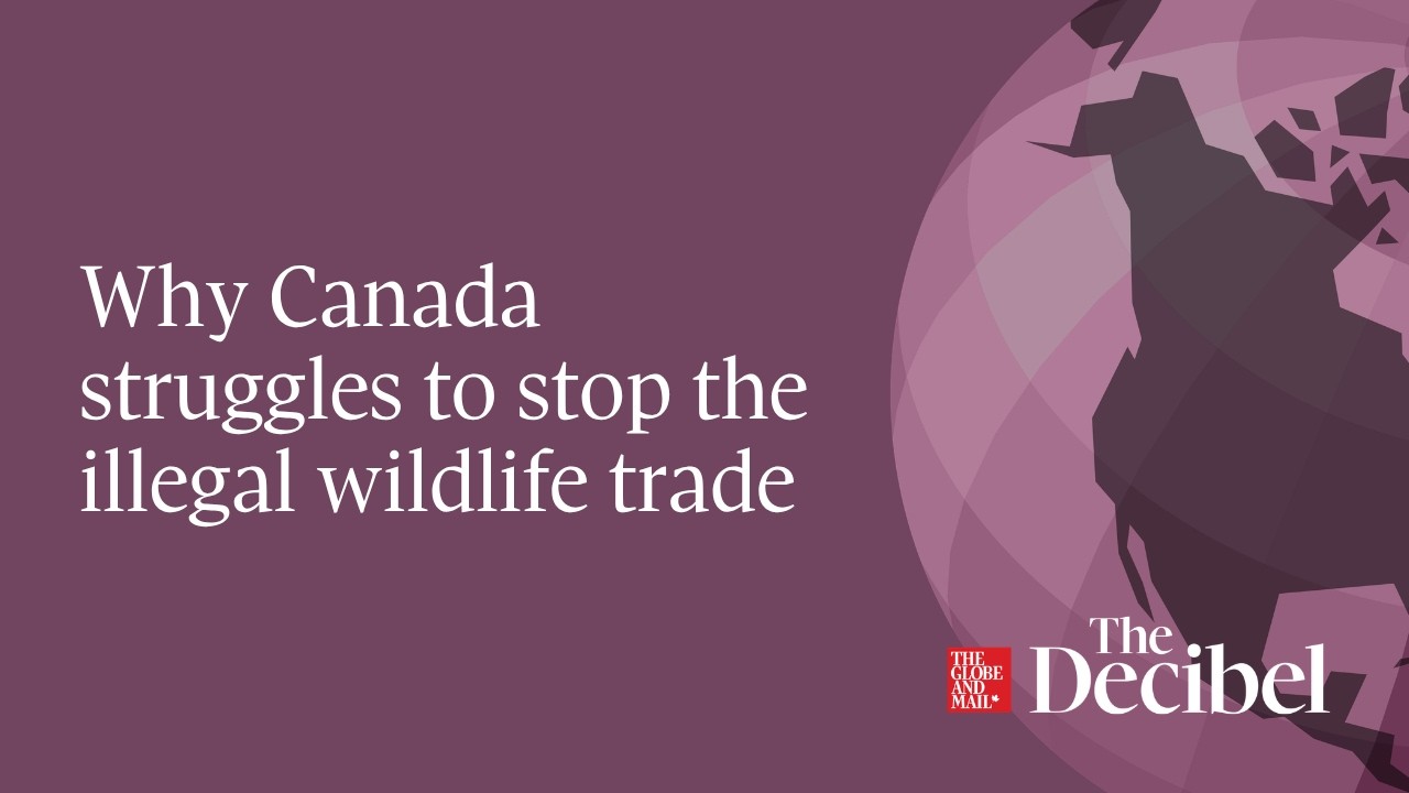 Why Canada struggles to stop the illegal wildlife trade cover art