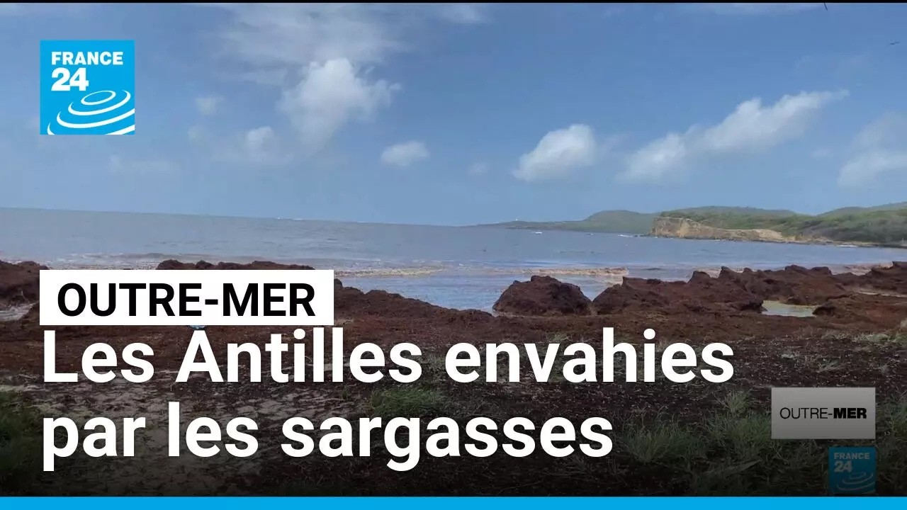 Les Antilles envahies par les sargasses, situation critique dans onze communes martiniquaises cover art