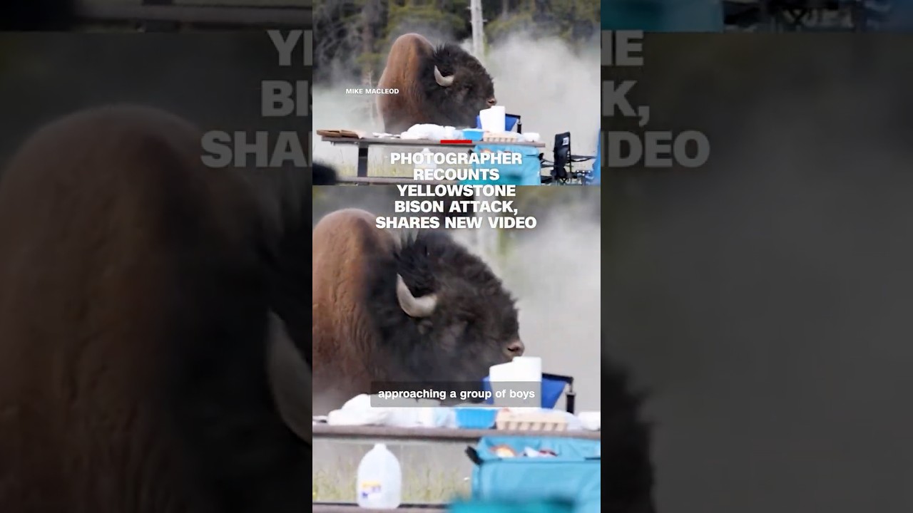 Photographer recounts Yellowstone bison attack, shares new video cover art