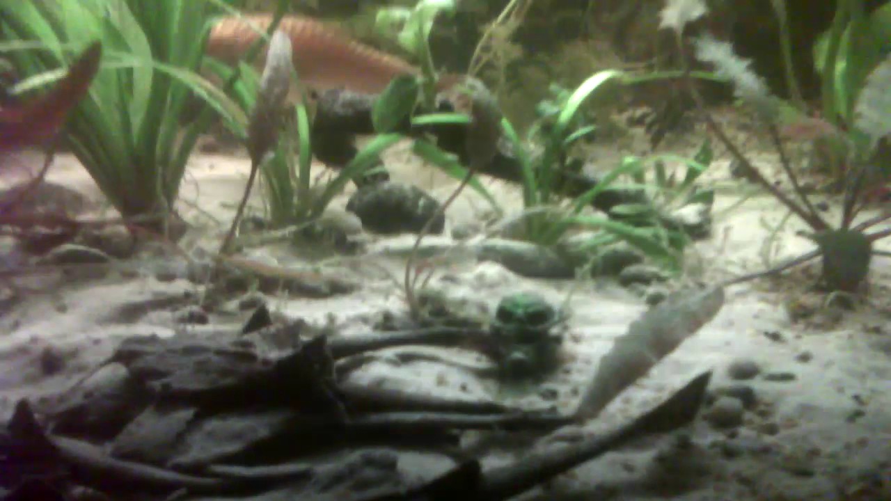 Un grupo de 6 peces banjo descansando, después de una buena comida|acuario de 80 litros cover art
