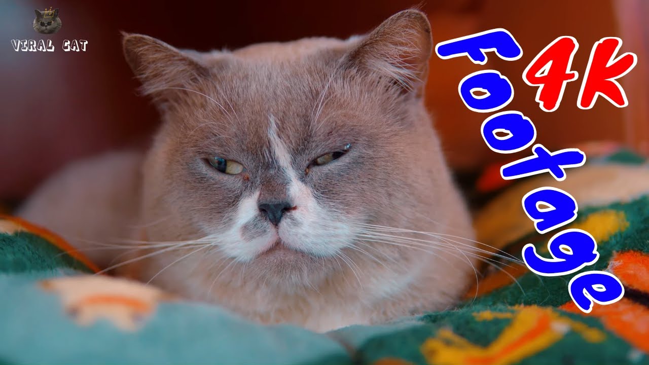 4K Quality Animal Footage - Cats and Kittens Beautiful Scenes Episode 4 | Viral Cat cover art