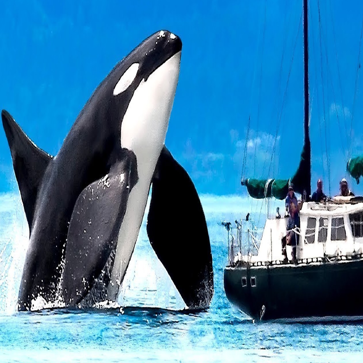 Orcas Are Attacking Us. Here’s Why