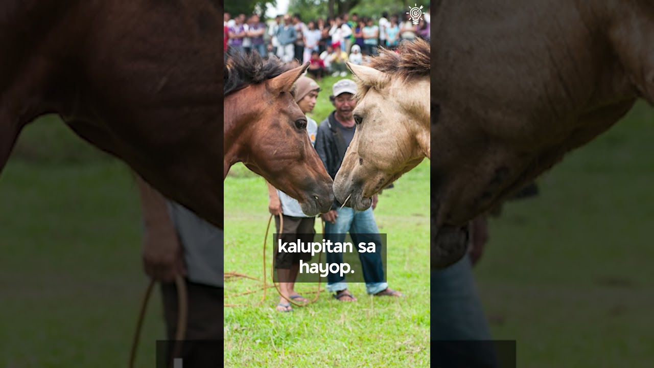 Mga hayop na pinaglalaban! | Archlight Media cover art