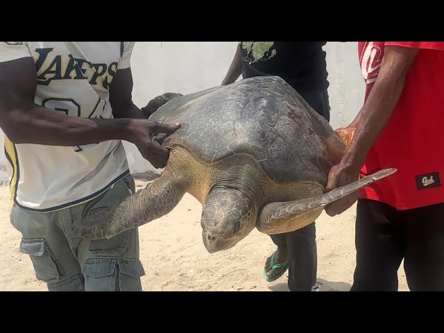 Setting Free a Captive Turtle: A Moment of Joy cover art