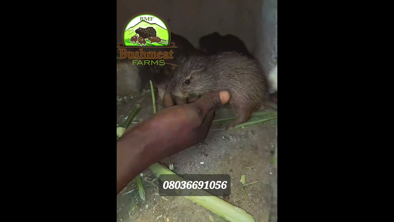 Mr Austin of Bushmeat Farms.