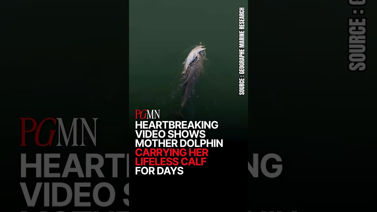 Mother Dolphin's Grief on Display as She Carries Dead Calf for Days cover art