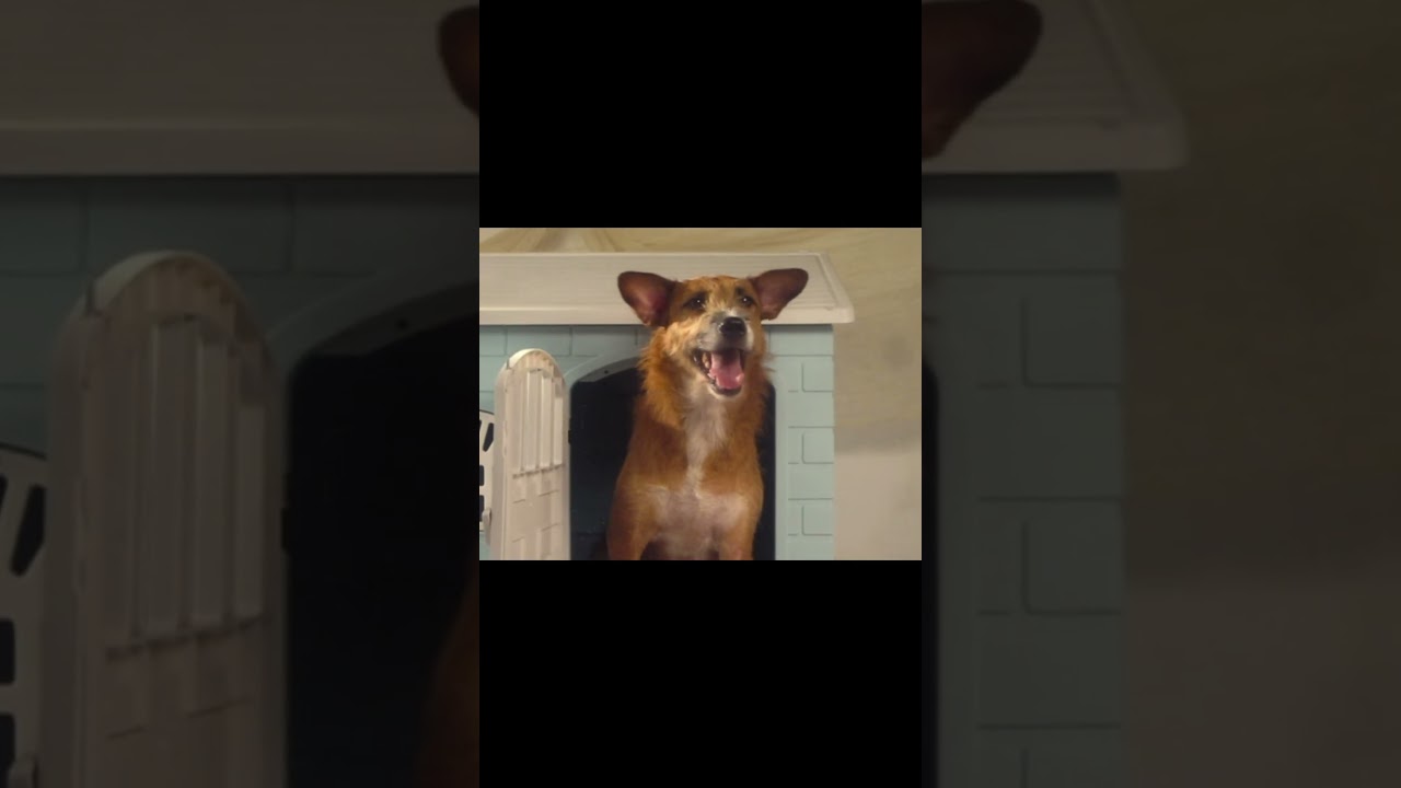 Laika, Yang Ditinggalkan. Album ketiga dariku. 28 Agustus 2026 cover art