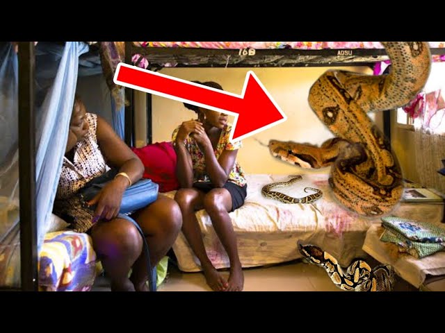 Snakes Sleeps with Female Students In African University cover art