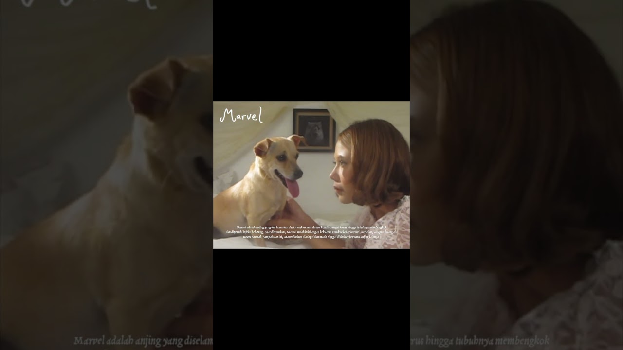 Berkolaborasi bersama dogs need love, mengenak cerita Marvel dan mungkin yang lainnya, nanti cover art