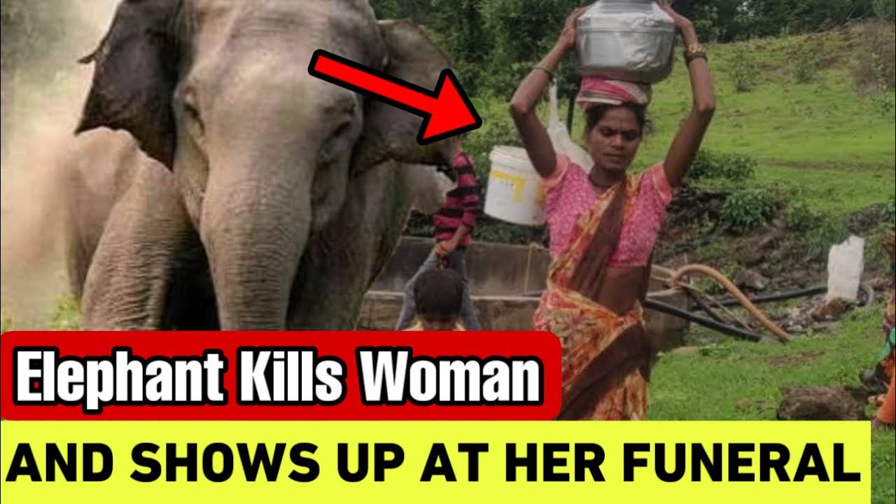 How An Elephant Showed Up At A Woman’s Funeral To Attack Her Again cover art