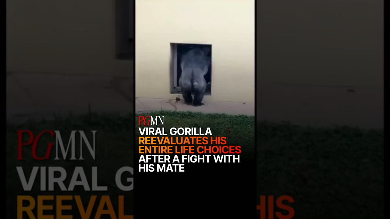 Gorilla Looks Like He's Having an Existential Crisis After Fight With Mate cover art