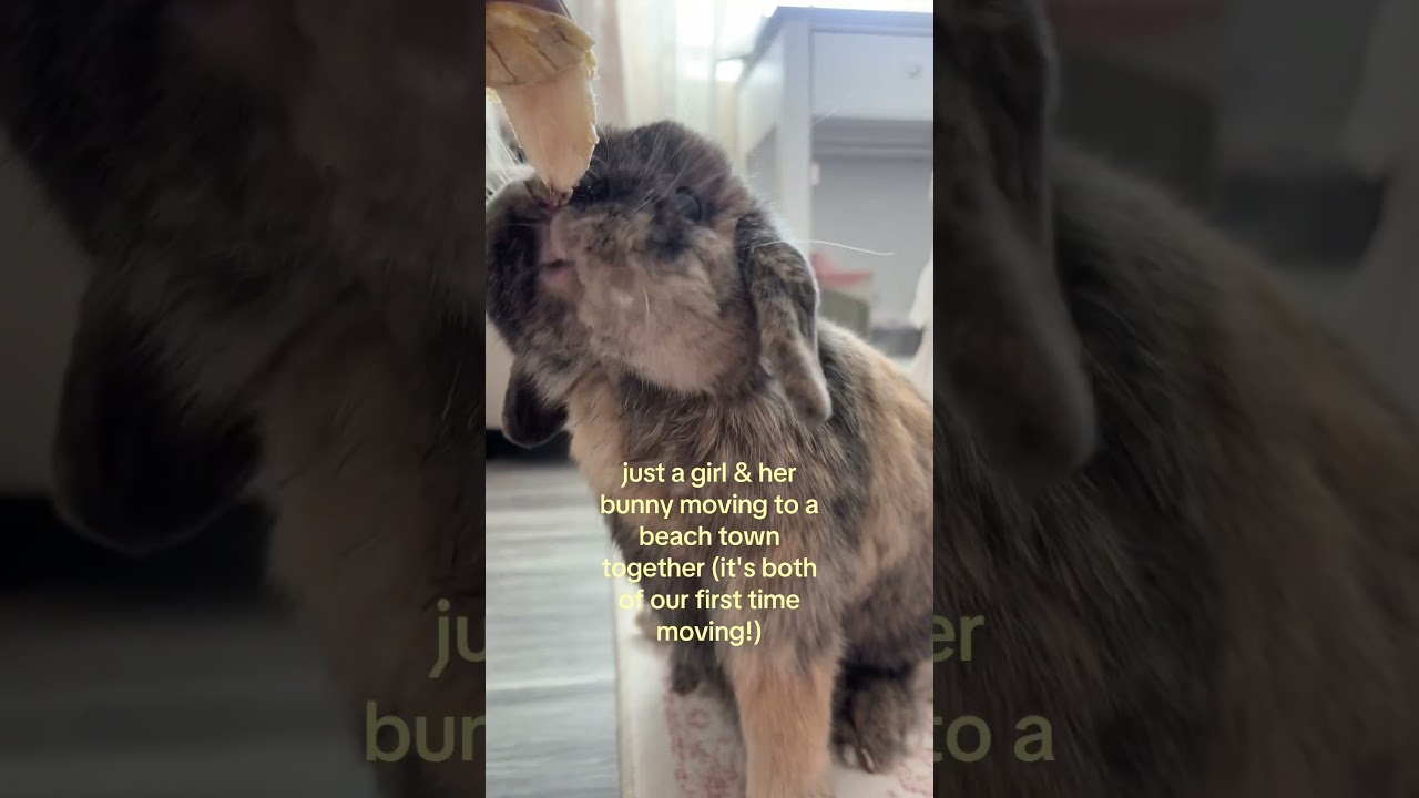 channeling disney princess & her sidekick? #bunnymom #hollandlop #bunny #rabbitsoftiktok #bunnygirl cover art