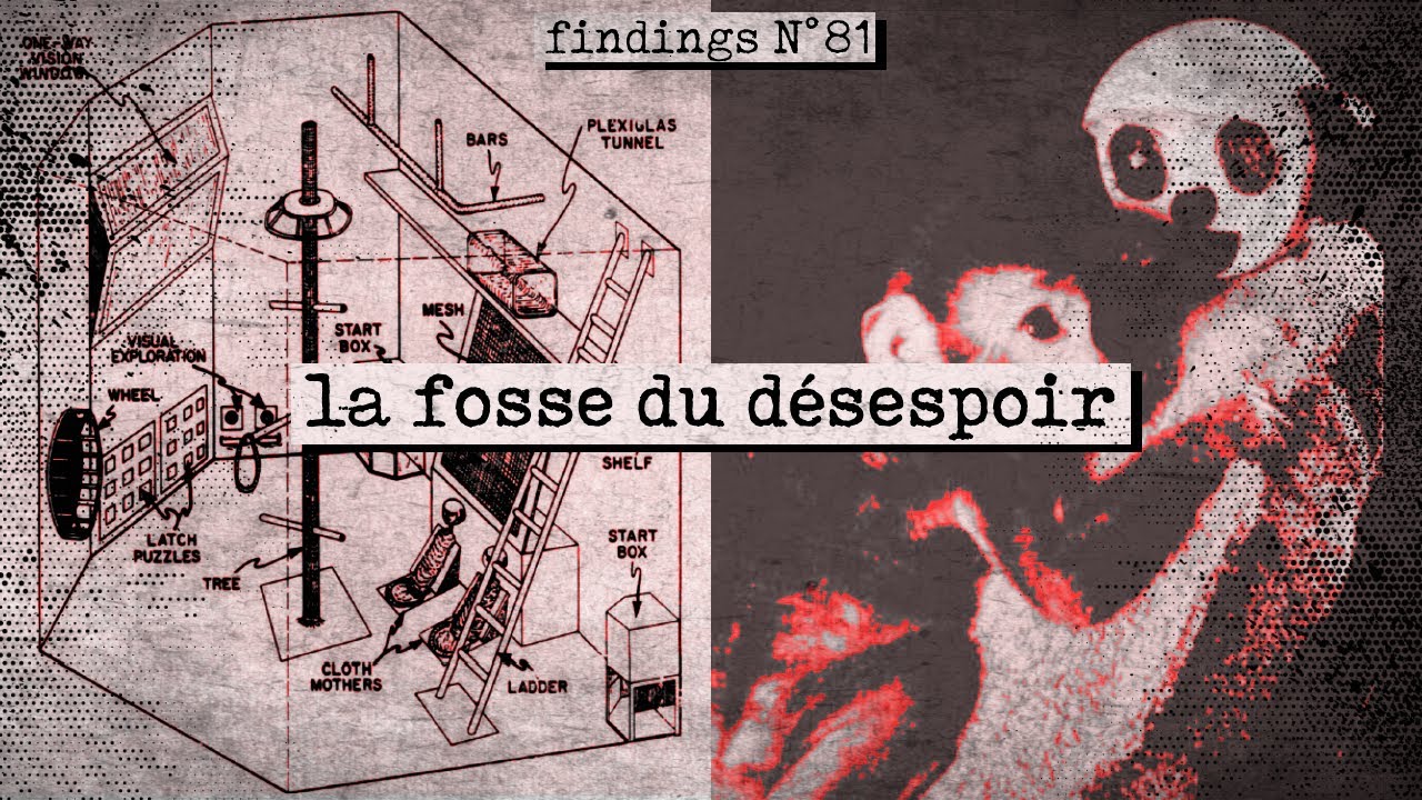 L'expérience de PSYCHOLOGIE la plus HORRIBLE - Findings N°81 cover art