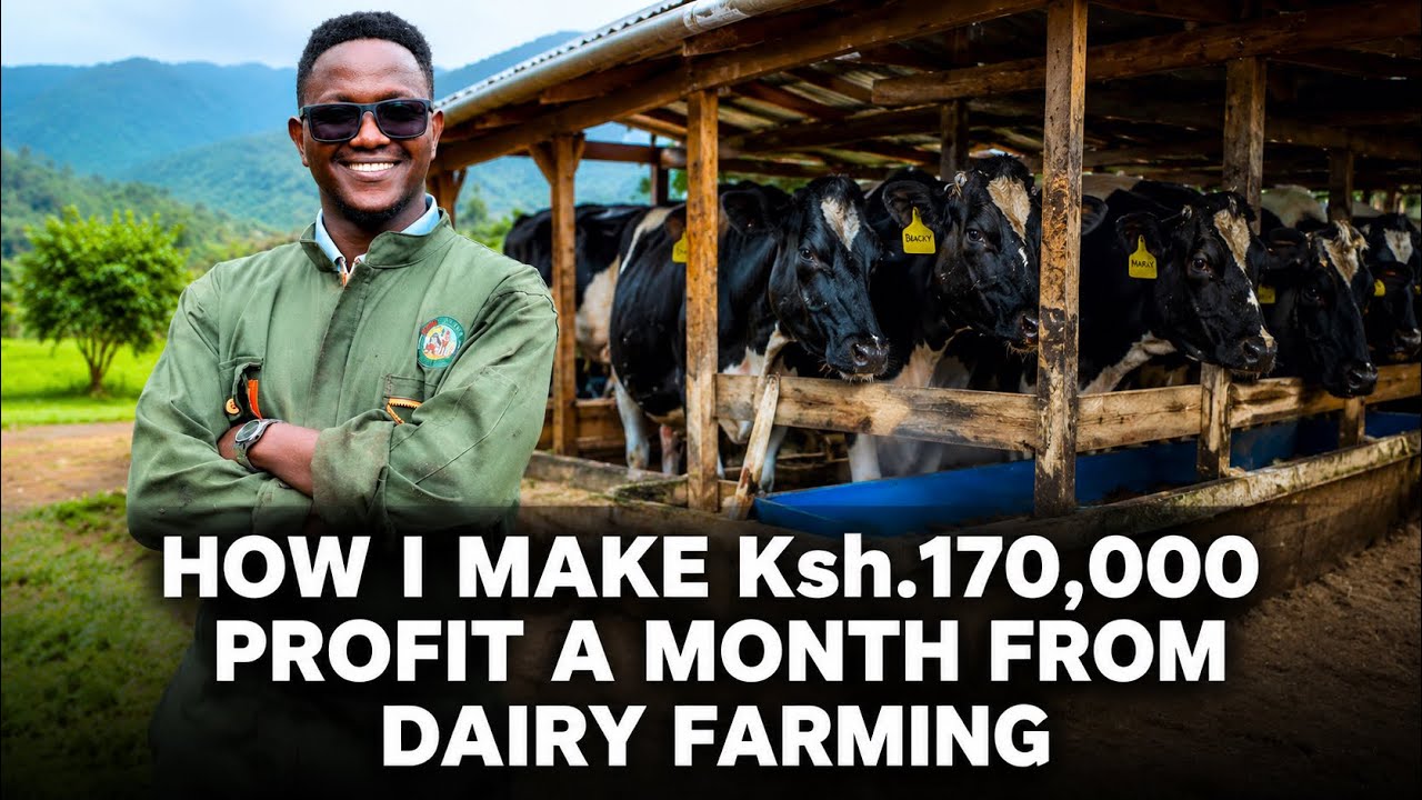 After Failing to Get a Job,This 32 yr old Man Turned to Dairy Farming &Now Makes 170K Profit a Month cover art