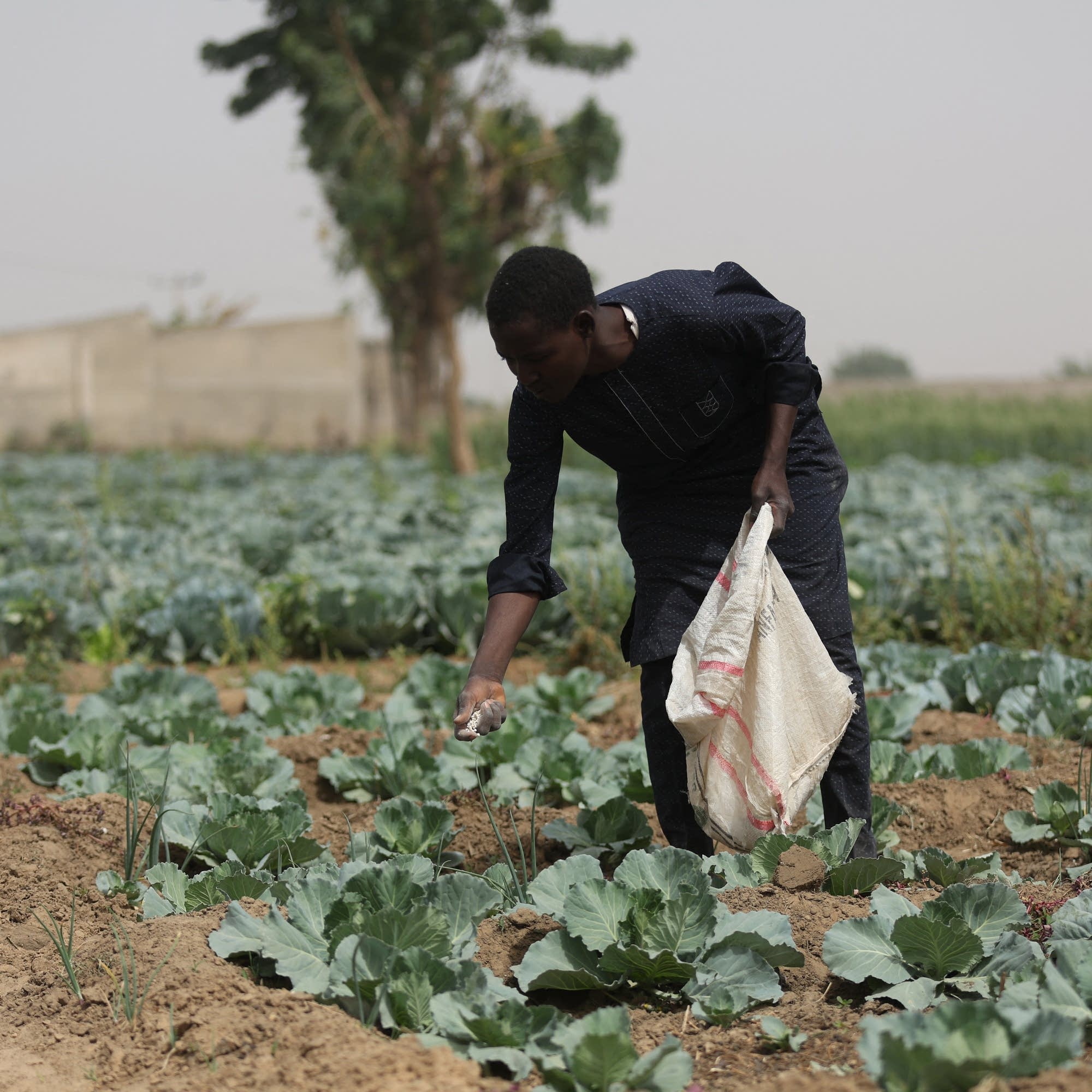 The humanitarian risks of a fertilizer shock cover art