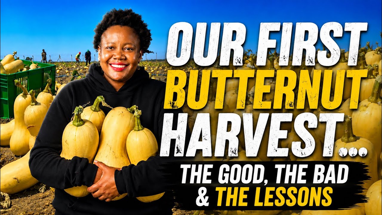We Grew Organic Butternuts for the First Time, How Much We Sold For, What Worked & Mistakes to Avoid cover art