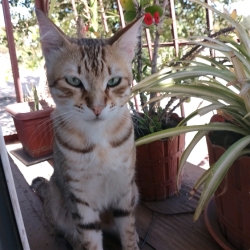 author avatar