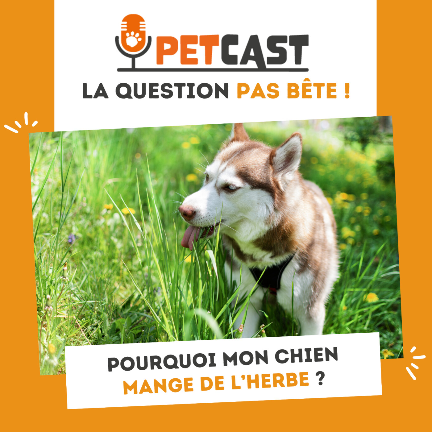 📣 Pourquoi mon chien mange de l’herbe ? cover art