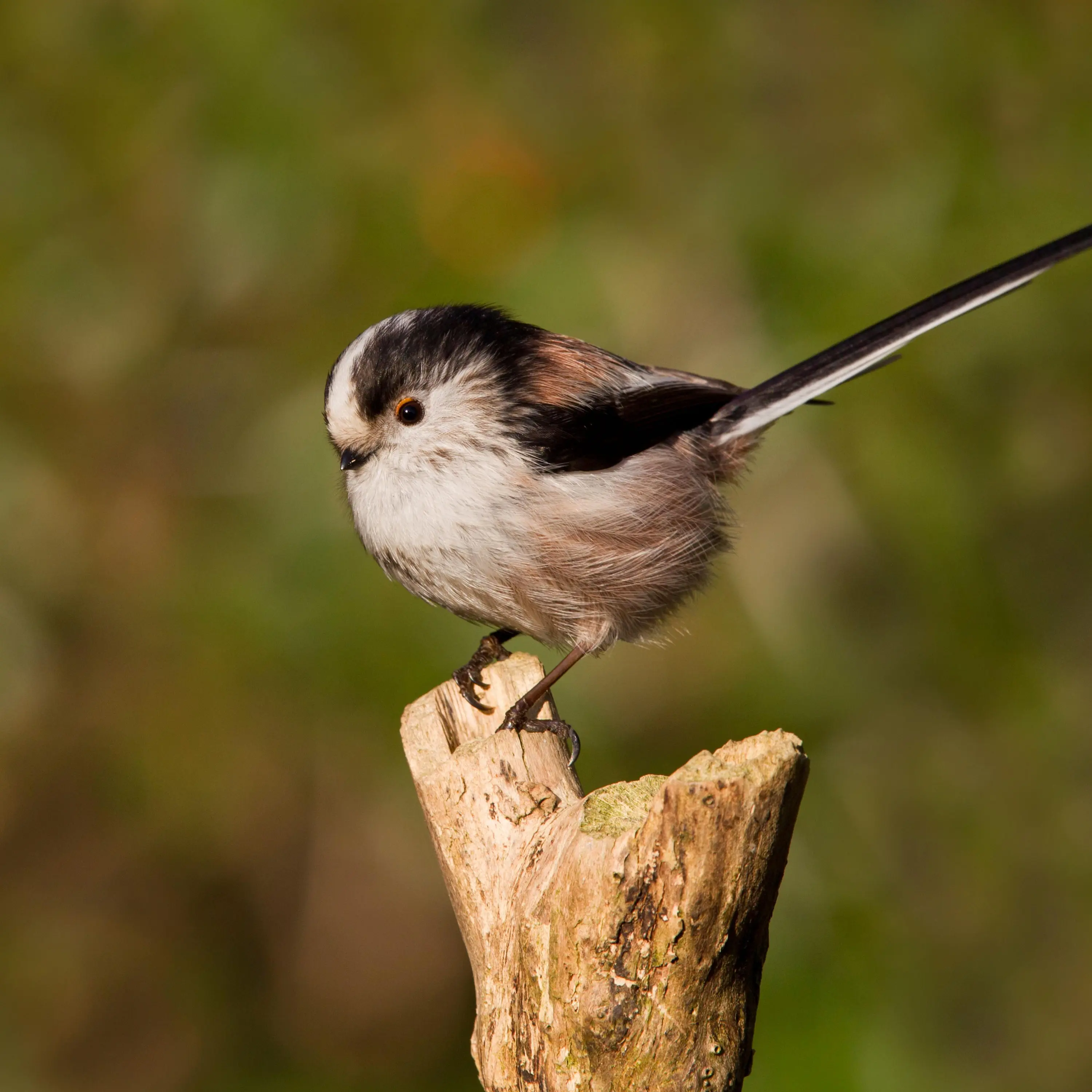 ‘A break from scrolling’: how Gen Z fell in love with birding cover art