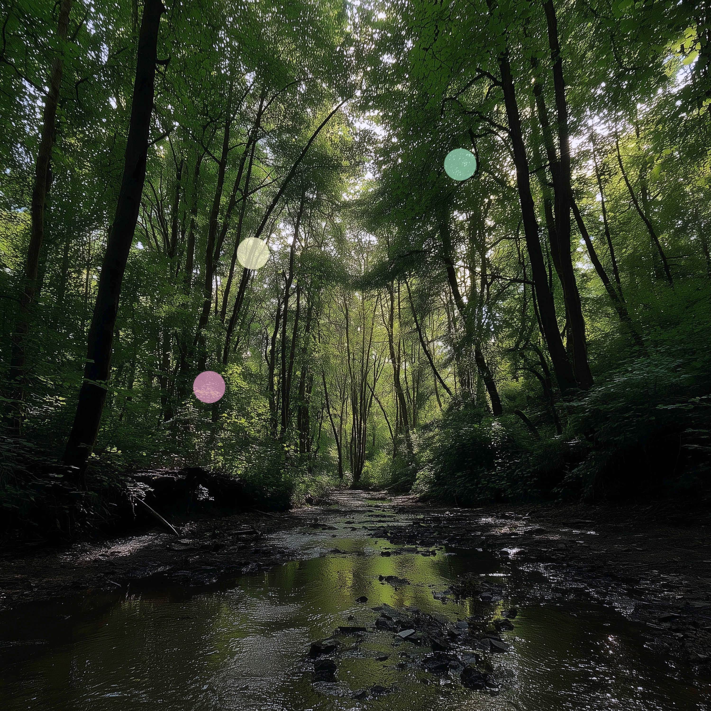 Bain de forêt | Forêt ouverte avec eau courante cover art