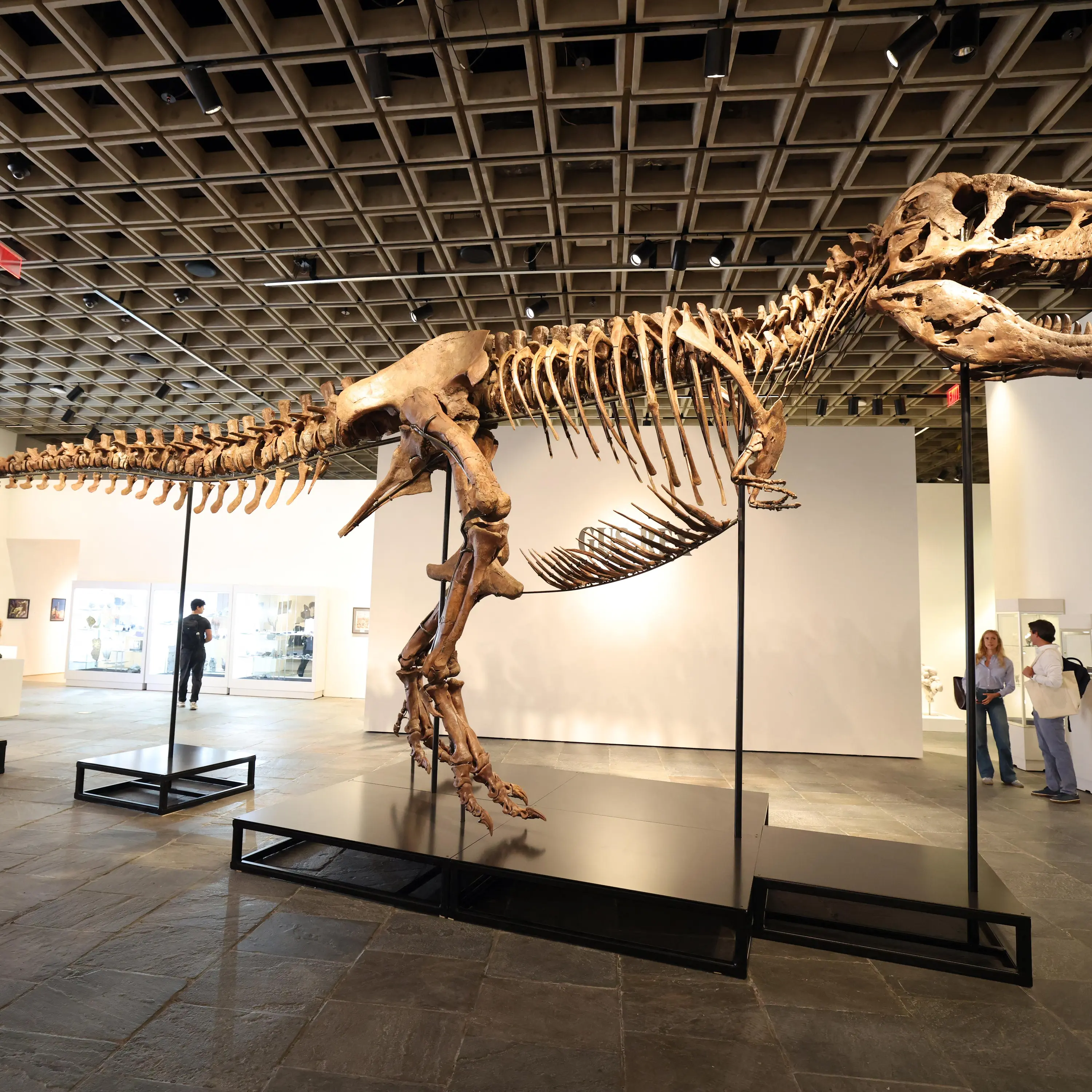 The ultra rich are collecting fossils, and that’s bad for science cover art