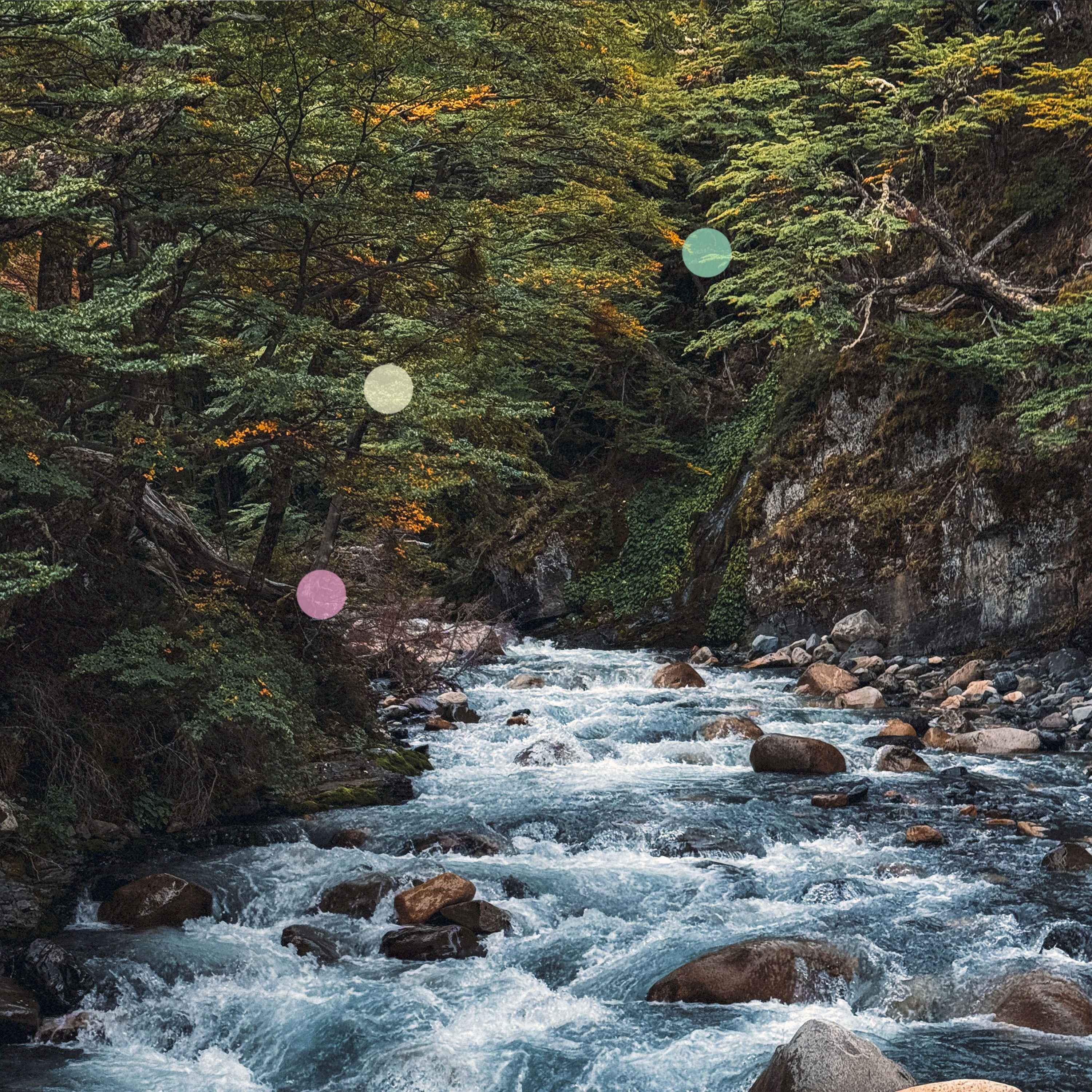 Rivière au cœur de la forêt de Patagonie cover art