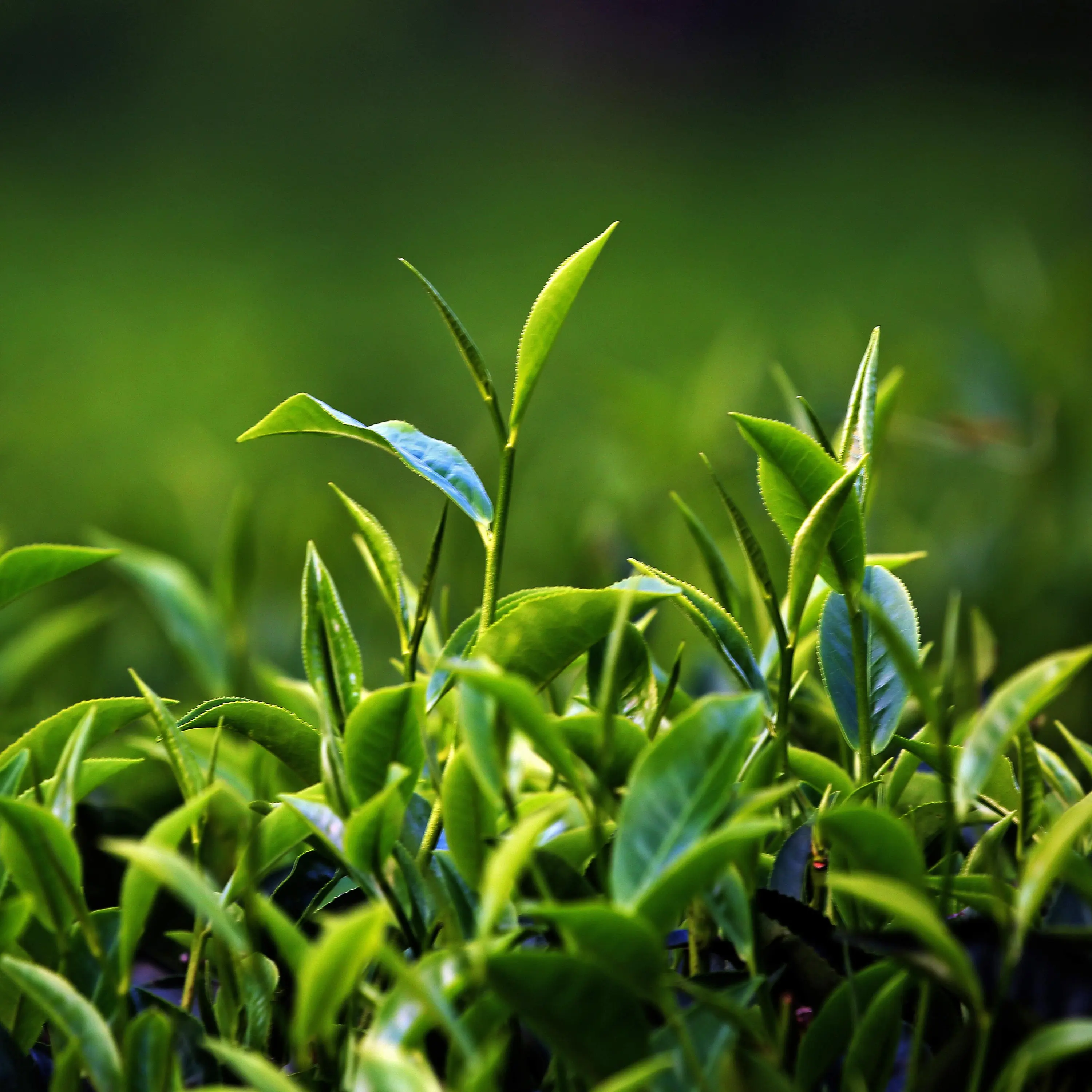 Revisited: A Scottish tea mystery, episode one – green shoots cover art