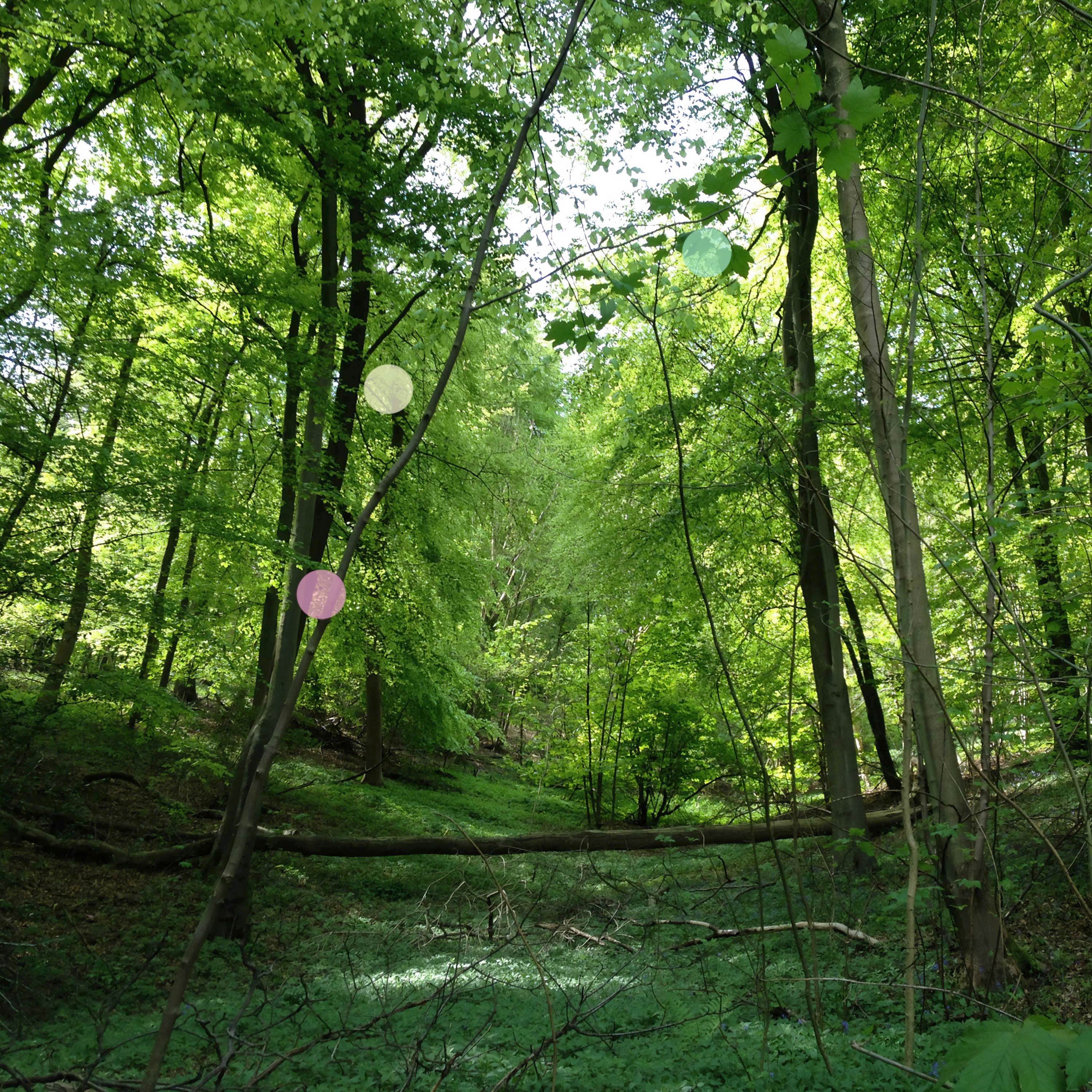 Une clairière au début de l’été