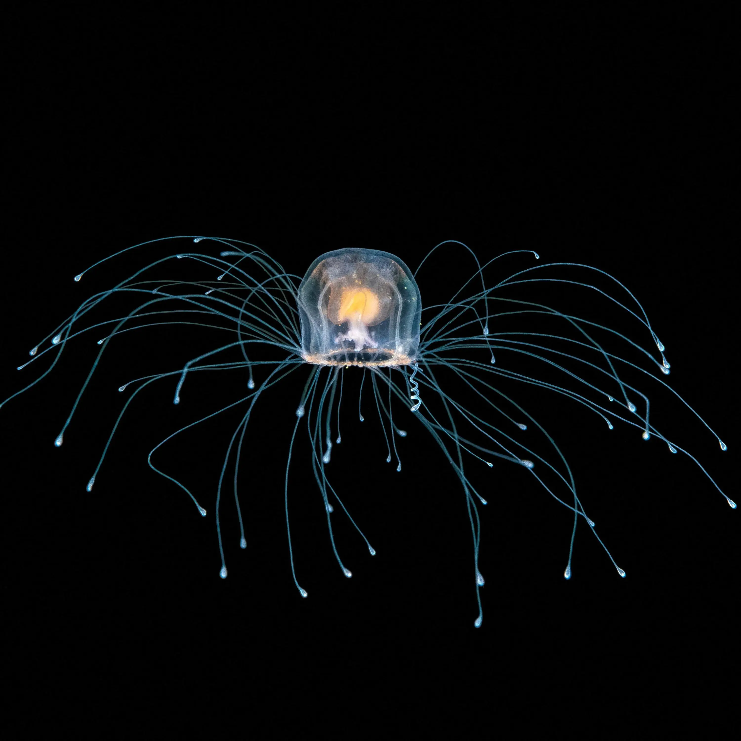 The immortal jellyfish and other mindblowing invertebrates cover art
