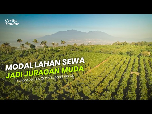 Dari Lahan Sewa Jadi Juragan Muda! Hutang 400 Juta Lunas Dari Tanam Jeruk & Cabai cover art