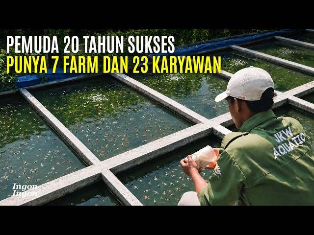 Pemuda Usia 20 Tahun Masih Kuliah Hasilkan 100 Juta Perbulan Dari Ikan Molly cover art