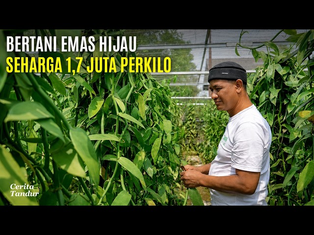 Budidaya Vanili Modern Seperti Menabung Emas di Pekarangan Rumah cover art