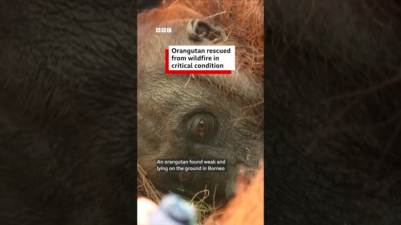 Orangutan rescued from wildfire in critical condition - BBC World Service #shorts cover art