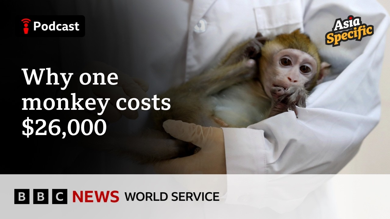 China’s science boom is making monkeys very expensive - Asia Specific podcast, BBC World Service cover art