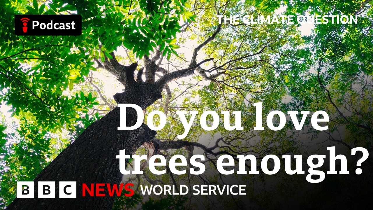 Can Africa save its forests? The Climate Question podcast, BBC World Service cover art
