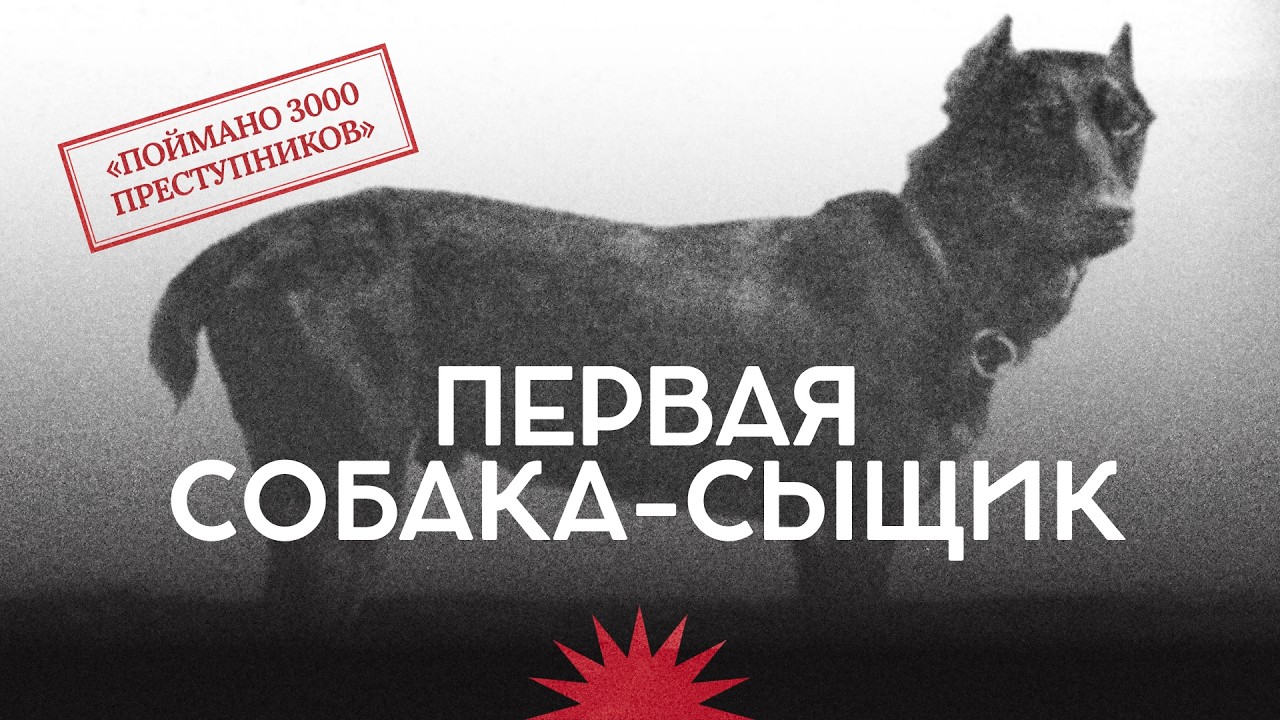 Преступления в Российской империи / Полицейская собака Треф / Закат империи / Аксёнов Андрей cover art