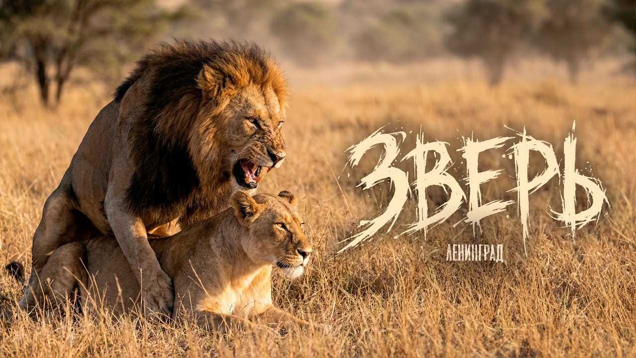 Ленинград — Зверь (Lyric Video 2026) cover art