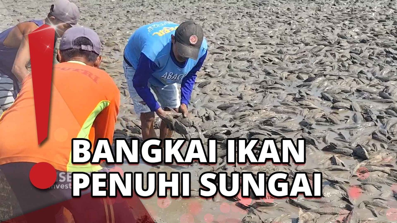Kekeringan di Pati Bikin Sungai Surut, Bangkai Ikan Ikut Menumpuk cover art