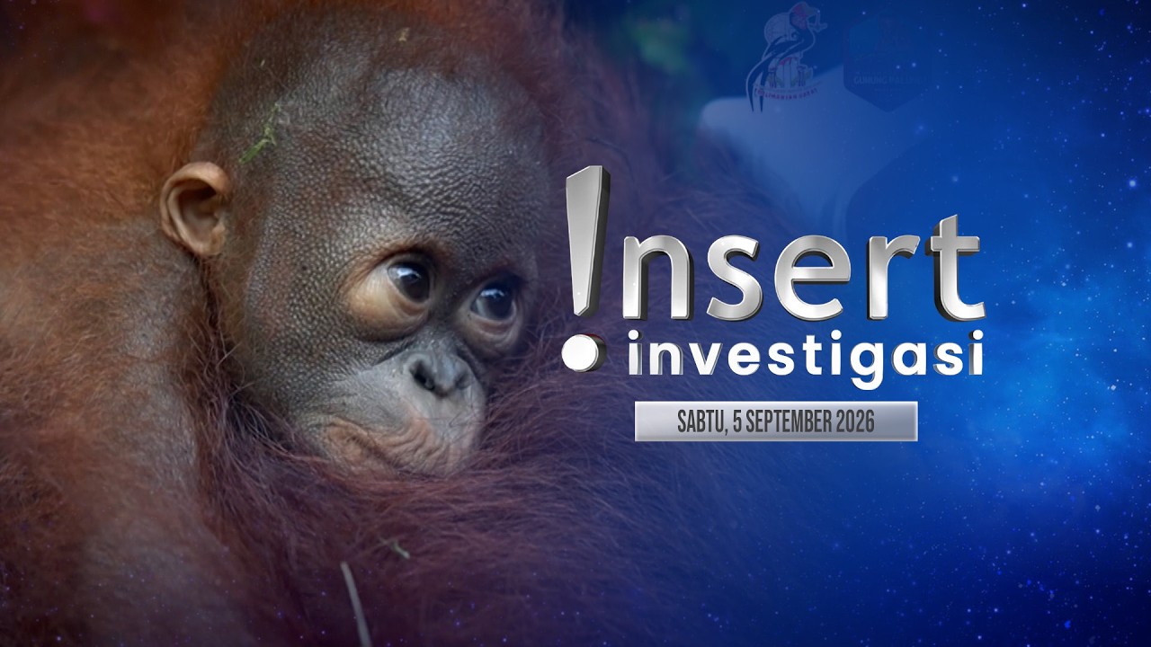 INSERT INVESTIGASI 05/09/26 - Orang Utan Terdampak Kebakaran Dibawa ke Tempat Rehabilitasi [FULL] cover art