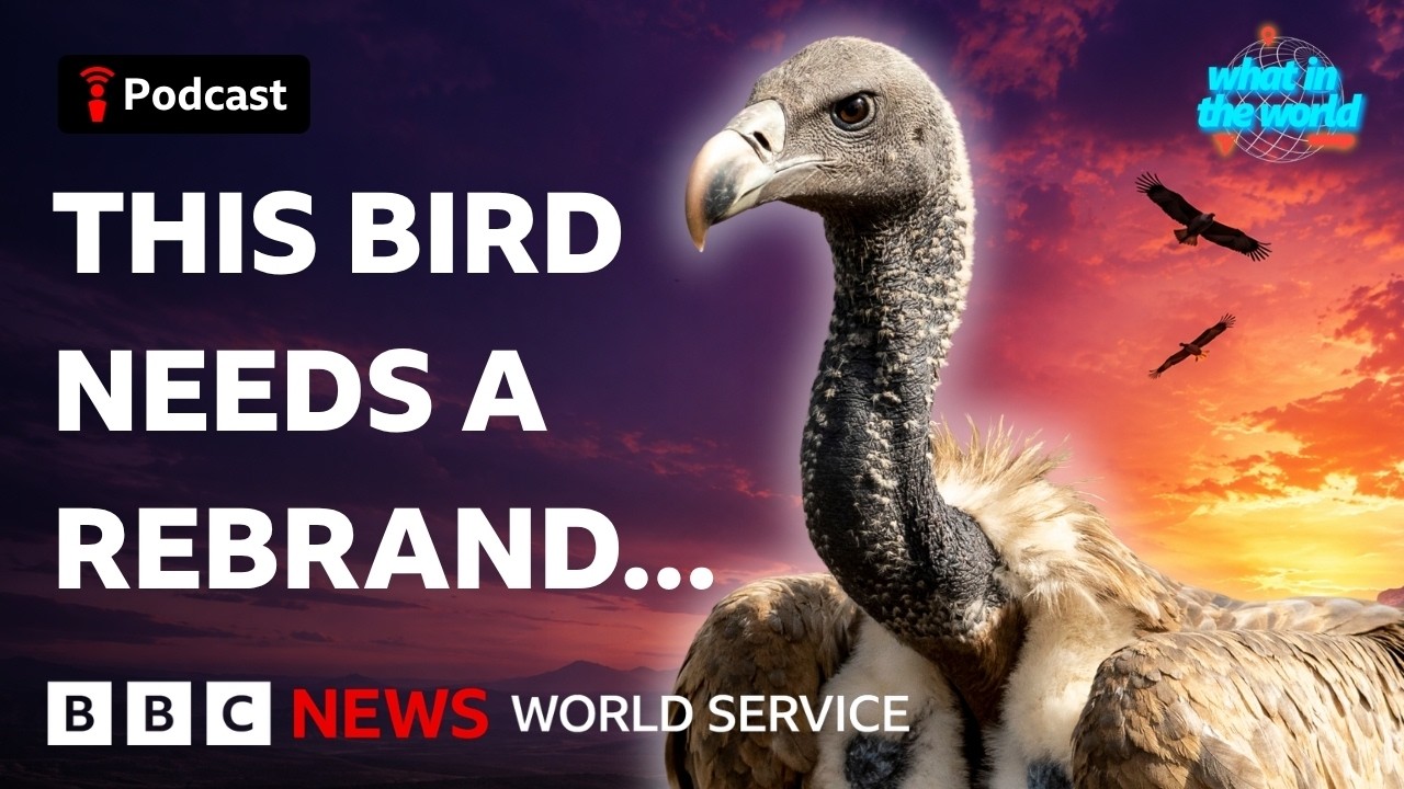 How vultures help us more than you know - What in the World podcast, BBC World Service cover art